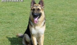 娱乐吃瓜酱德牧,吃瓜酱带你领略德牧界的欢乐盛宴